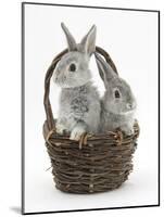 Two Silver Baby Rabbits in a Wicker Basket-Mark Taylor-Mounted Photographic Print