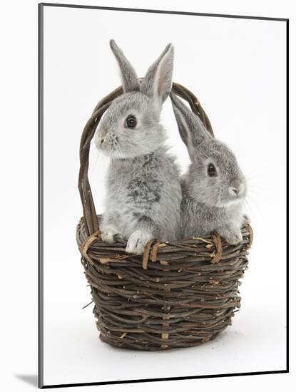 Two Silver Baby Rabbits in a Wicker Basket-Mark Taylor-Mounted Photographic Print