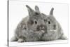 Two Silver Young Rabbits-Mark Taylor-Stretched Canvas