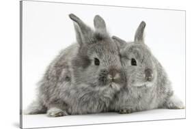 Two Silver Young Rabbits-Mark Taylor-Stretched Canvas