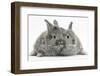 Two Silver Young Rabbits-Mark Taylor-Framed Photographic Print