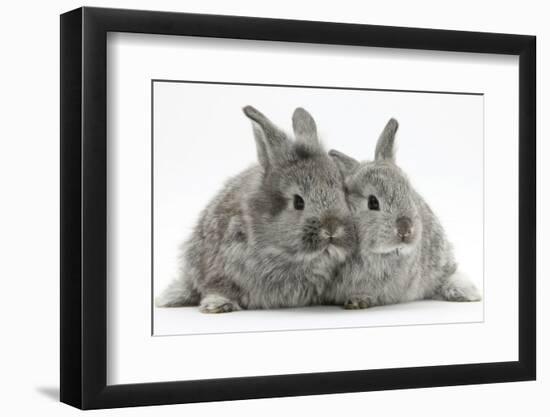 Two Silver Young Rabbits-Mark Taylor-Framed Photographic Print