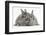 Two Silver Young Rabbits-Mark Taylor-Framed Photographic Print