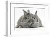 Two Silver Young Rabbits-Mark Taylor-Framed Photographic Print