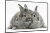 Two Silver Young Rabbits-Mark Taylor-Mounted Photographic Print