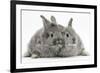 Two Silver Young Rabbits-Mark Taylor-Framed Photographic Print
