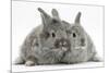 Two Silver Young Rabbits-Mark Taylor-Mounted Photographic Print