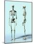 Two Skeletons-Matthias Kulka-Mounted Giclee Print