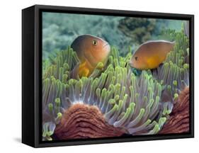 Two Skunk Anemone Fish and Indian Bulb Anemone-null-Framed Stretched Canvas