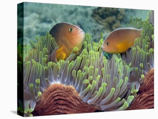 Two Skunk Anemone Fish and Indian Bulb Anemone-null-Stretched Canvas