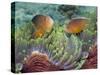 Two Skunk Anemone Fish and Indian Bulb Anemone-null-Stretched Canvas