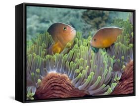 Two Skunk Anemone Fish and Indian Bulb Anemone-null-Framed Stretched Canvas