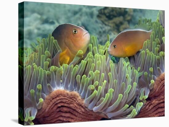 Two Skunk Anemone Fish and Indian Bulb Anemone-null-Stretched Canvas