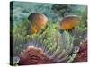 Two Skunk Anemone Fish and Indian Bulb Anemone-null-Stretched Canvas