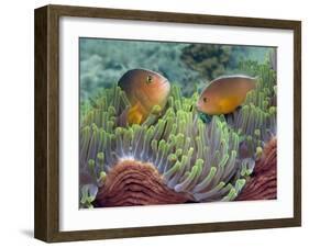 Two Skunk Anemone Fish and Indian Bulb Anemone-null-Framed Photographic Print