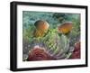 Two Skunk Anemone Fish and Indian Bulb Anemone-null-Framed Photographic Print