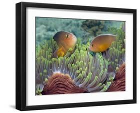 Two Skunk Anemone Fish and Indian Bulb Anemone-null-Framed Photographic Print