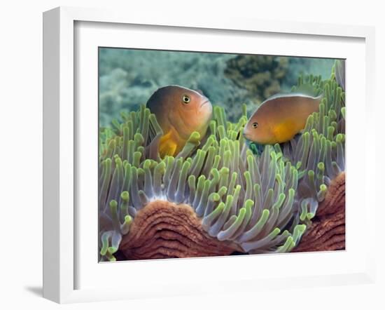 Two Skunk Anemone Fish and Indian Bulb Anemone-null-Framed Photographic Print