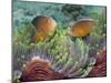 Two Skunk Anemone Fish and Indian Bulb Anemone-null-Mounted Photographic Print