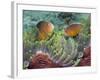 Two Skunk Anemone Fish and Indian Bulb Anemone-null-Framed Photographic Print