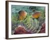 Two Skunk Anemone Fish and Indian Bulb Anemone-null-Framed Photographic Print