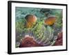 Two Skunk Anemone Fish and Indian Bulb Anemone-null-Framed Photographic Print