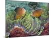 Two Skunk Anemone Fish and Indian Bulb Anemone-null-Mounted Photographic Print