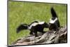 Two Skunks on a Tree Stump-null-Mounted Premium Giclee Print