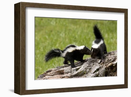 Two Skunks on a Tree Stump-null-Framed Art Print