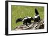 Two Skunks on a Tree Stump-null-Framed Art Print
