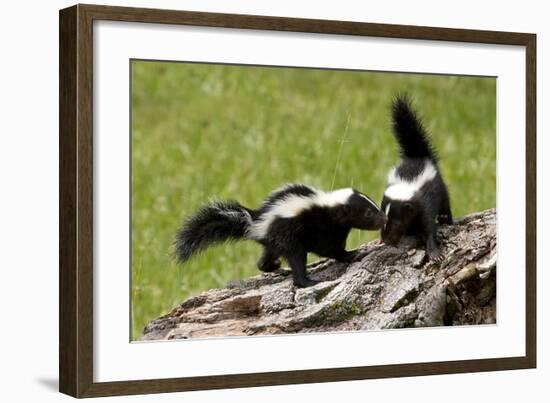 Two Skunks on a Tree Stump-null-Framed Art Print