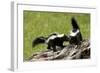 Two Skunks on a Tree Stump-null-Framed Art Print