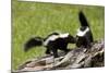 Two Skunks on a Tree Stump-null-Mounted Art Print