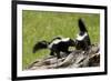 Two Skunks on a Tree Stump-null-Framed Art Print