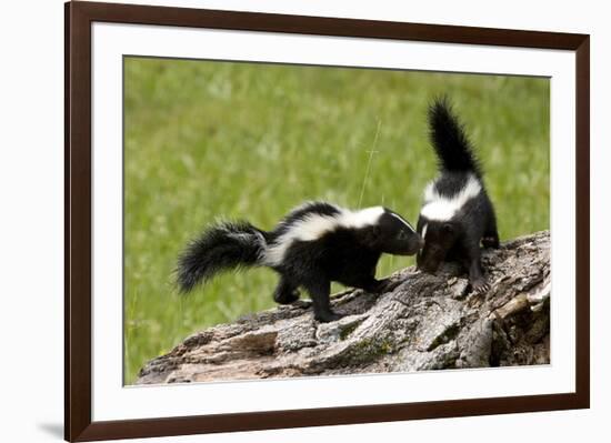 Two Skunks on a Tree Stump-null-Framed Art Print