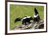 Two Skunks on a Tree Stump-null-Framed Art Print