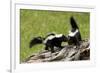 Two Skunks on a Tree Stump-null-Framed Art Print