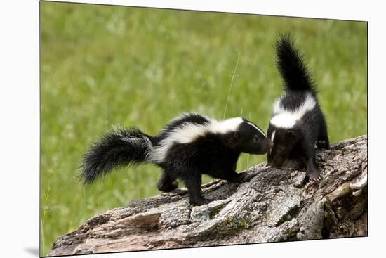 Two Skunks on a Tree Stump-null-Mounted Art Print