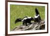 Two Skunks on a Tree Stump-null-Framed Art Print