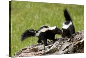 Two Skunks on a Tree Stump-null-Stretched Canvas