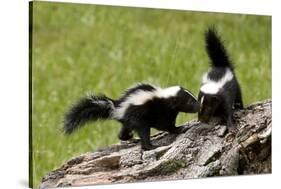 Two Skunks on a Tree Stump-null-Stretched Canvas