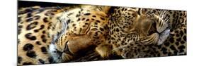 Two Sleepers Cheetahs-Murray Henderson-Mounted Giclee Print