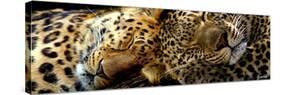 Two Sleepers Cheetahs-Murray Henderson-Stretched Canvas