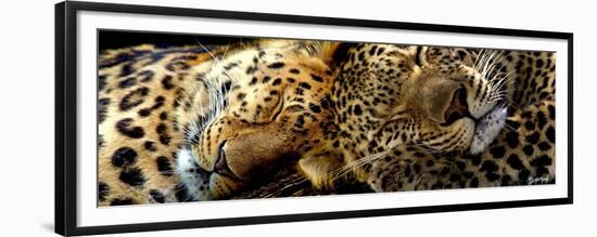 Two Sleepers Cheetahs-Murray Henderson-Framed Premium Giclee Print