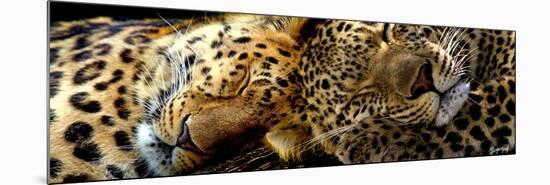 Two Sleepers Cheetahs-Murray Henderson-Mounted Premium Giclee Print