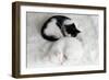 Two Sleeping Little Kitten On White Carpet-Yastremska-Framed Art Print