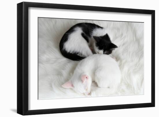 Two Sleeping Little Kitten On White Carpet-Yastremska-Framed Art Print