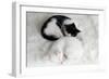 Two Sleeping Little Kitten On White Carpet-Yastremska-Framed Art Print