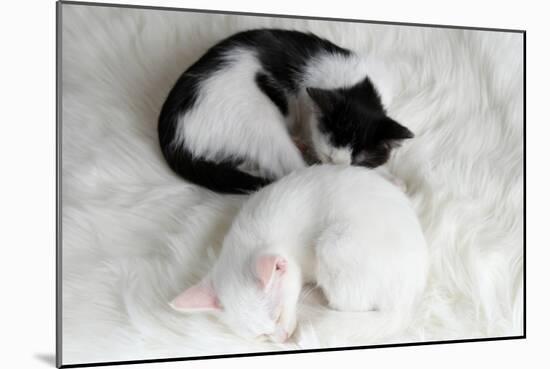Two Sleeping Little Kitten On White Carpet-Yastremska-Mounted Art Print