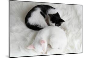 Two Sleeping Little Kitten On White Carpet-Yastremska-Mounted Art Print